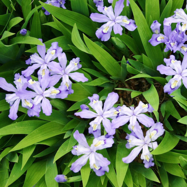 iris cristata via www.pithandvigor.com