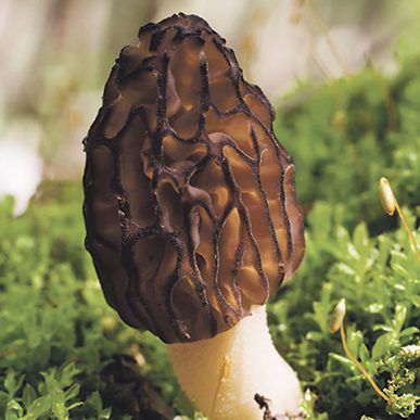 Morchella angusticeps - Black morels