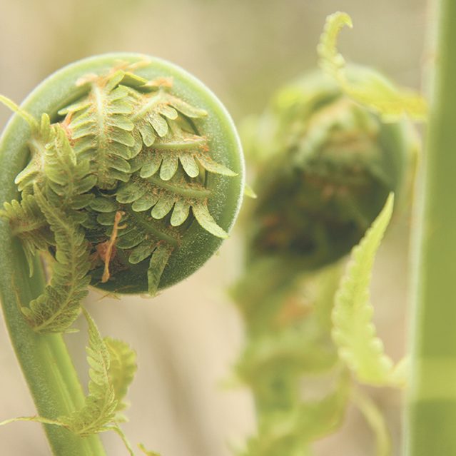 making a mushroom garden - fiddlehead ferns
