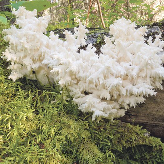Making a mushroom garden -growing lions mane mushroom