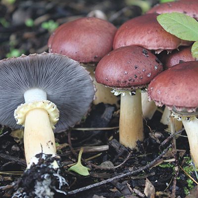 makign a mushroom garden: Stropharia rugoso-annulata - Wine cap mushrooms