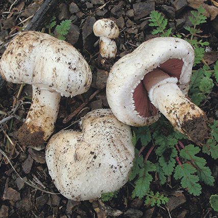 making a mushroom garden : Agaricus bisporus - Grow Portobello mushrooms