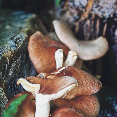 making a mushroom garden - Lentinula edodes - Shiitake