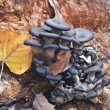making a mushroom garden - Pleurotus ostreatus - Oyster mushrooms