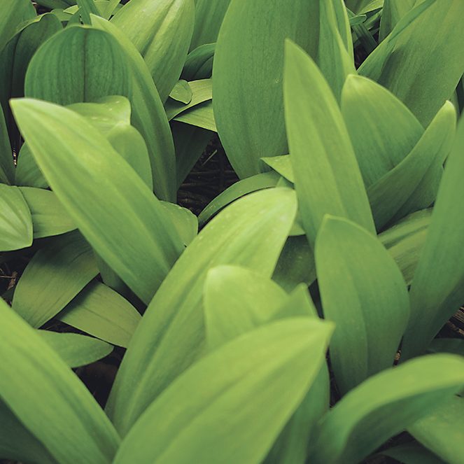 Making a mushroom garden Allium tricoccum - Ramps, wild leeks