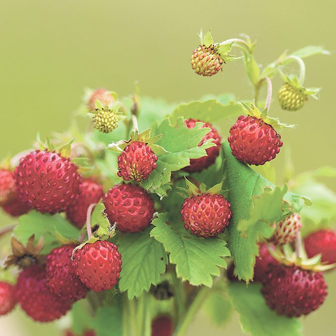 Making a Mushroom Garden: Fragaria viginiana or vesca - Wild strawberries