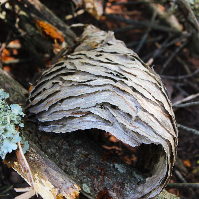 outer covering of yellow jacket nest