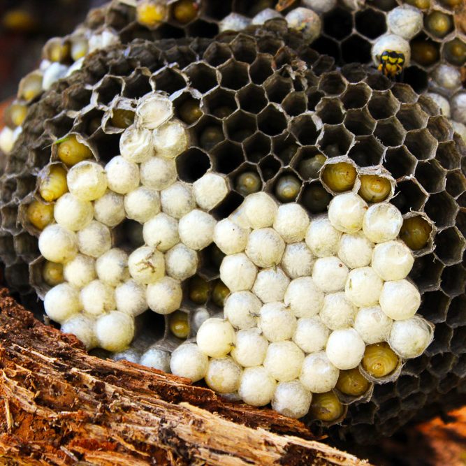 The Stump- A STUDIED DISMANTLING OF A YELLOW JACKET NEST-4