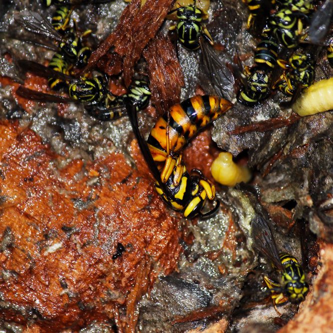 The Stump- A STUDIED DISMANTLING OF A YELLOW JACKET NEST-5