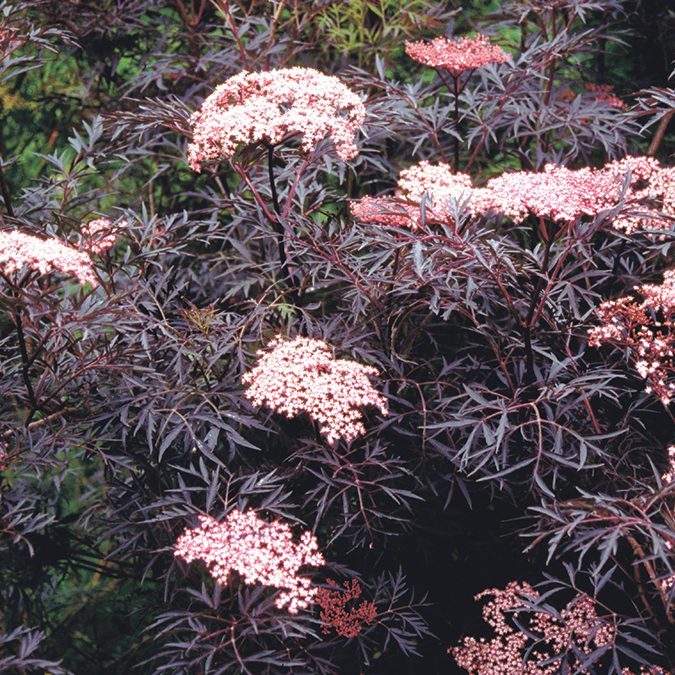 Making a mushroom garden: Sambucus nigra ‘Black Lace’