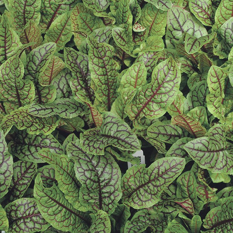 Making a mushroom garden: Rumex acetosa - Garden sorrel