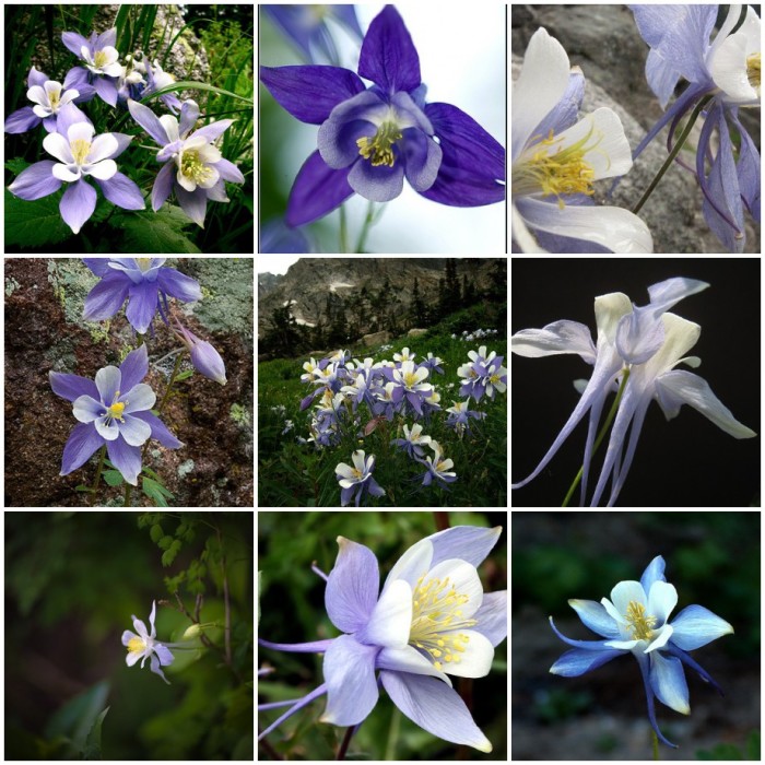 Colorado State Flower - Columbine - All about this native Plant