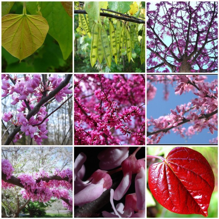 A collage of pictures of redbud trees in bloom.