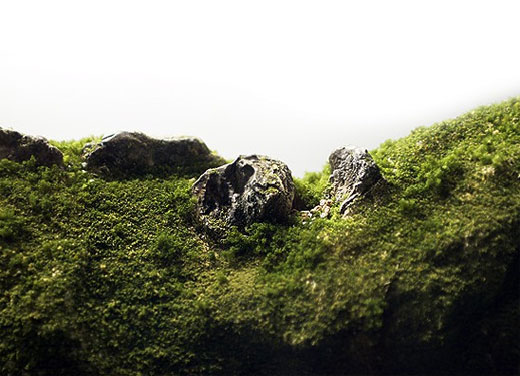 moss diorama - suspended landscape by catherine barmon