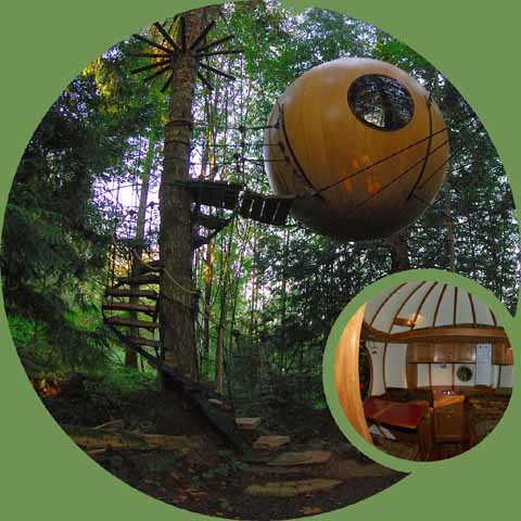 tree spa pods in old growth forests
