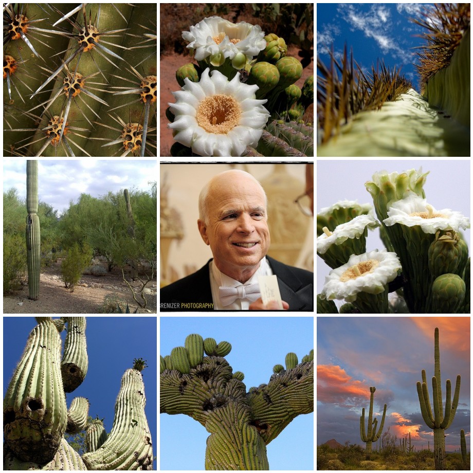 native plant inspiration from senator john mccain and arizona - saguro cactus
