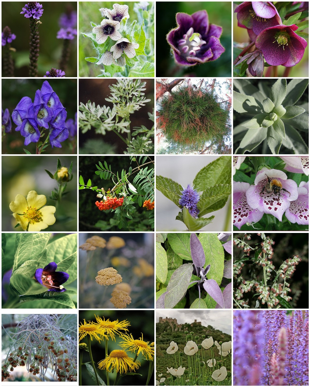 A collage of pictures of flowers and plants.