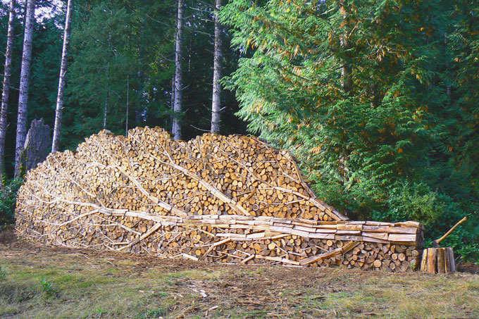 A pile of logs in a wooded area.