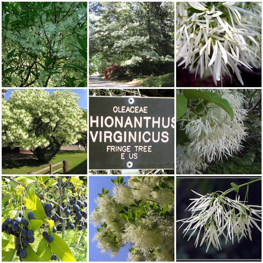 A collage of photos with the words hippophae virginicus.