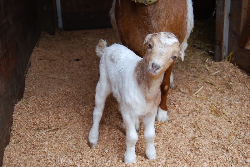 renting goats - ruminant goat clearing services have grown