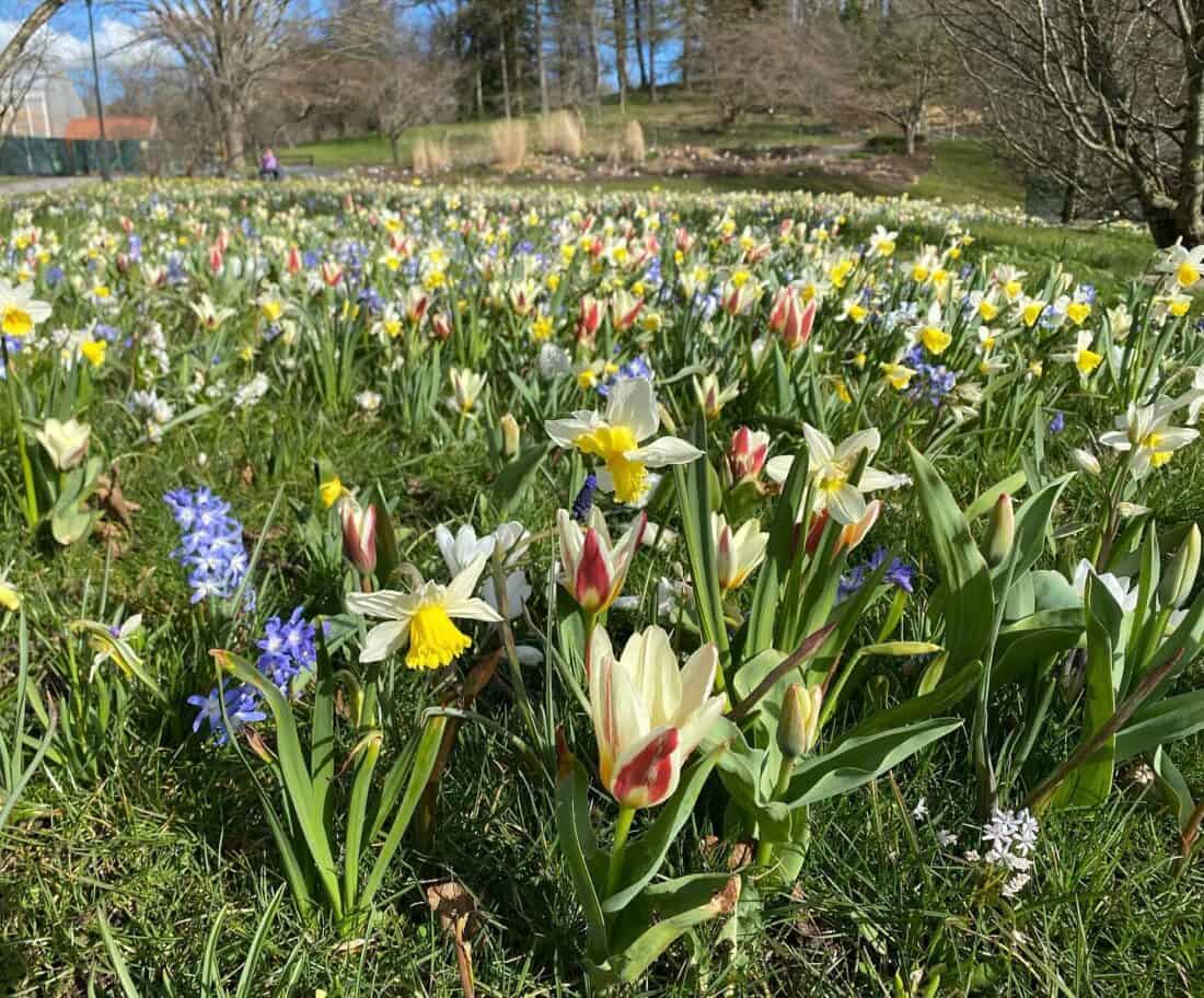 A vibrant field of blooming daffodils and tulips in various colors, surrounded by green grass under a clear blue sky near Vann Hotel Sweden. Bare trees paint the background, adding charm to this picturesque landscape.