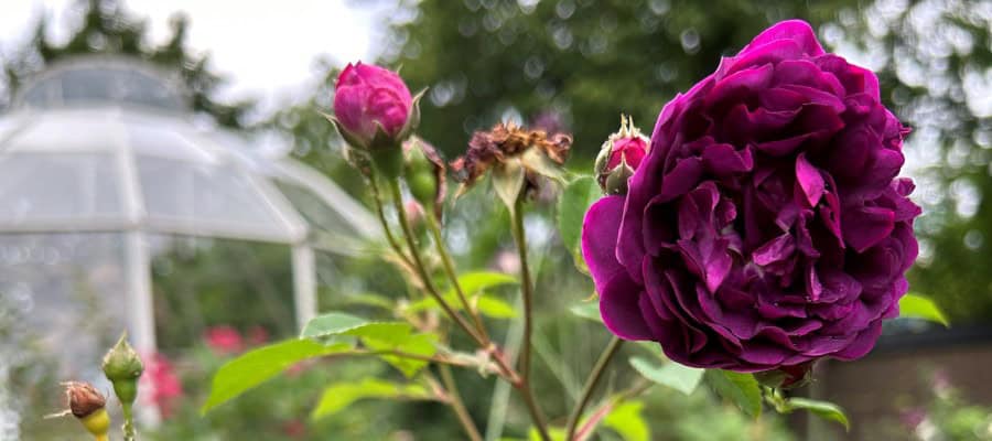 A vibrant purple rose in full bloom, accompanied by buds and a slightly wilted flower, takes center stage. In the blurred background, the lush greenery of a garden surrounds a glass greenhouse structure—a scene reminiscent of the serene gardens at Vann Hotel Sweden.