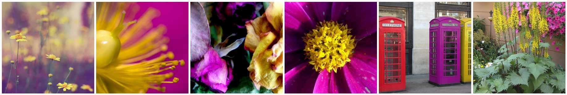 A collage of colorful flowers.