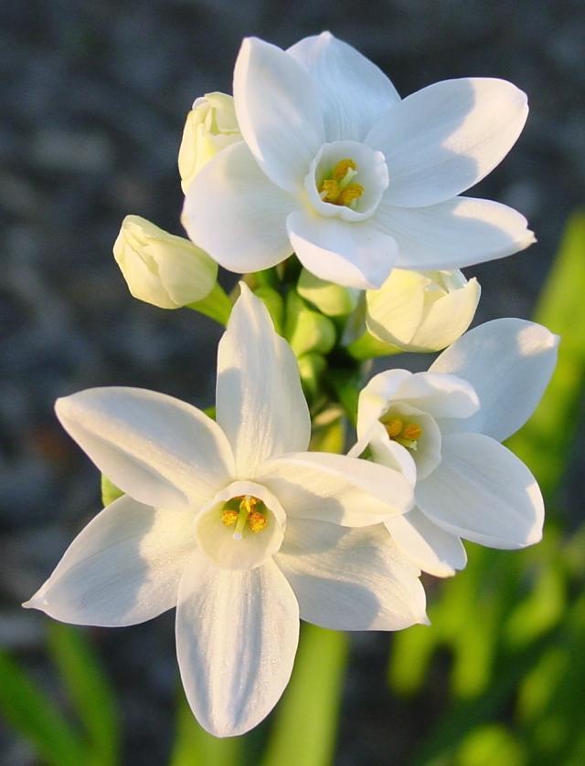how to grow stronger paperwhites