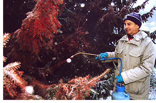 A man spraying a tree in the snow.