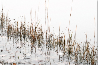 Reeds on the shore of a lake metal print.