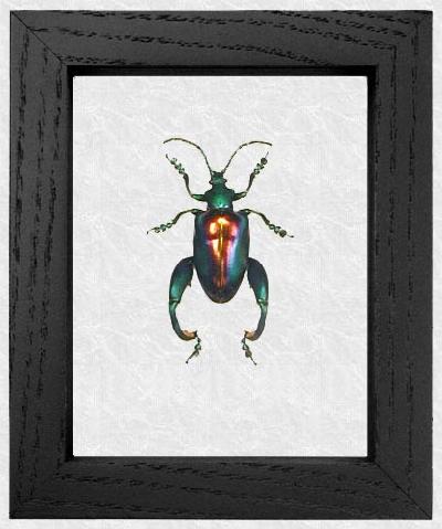 A black frame with a colorful beetle on it.