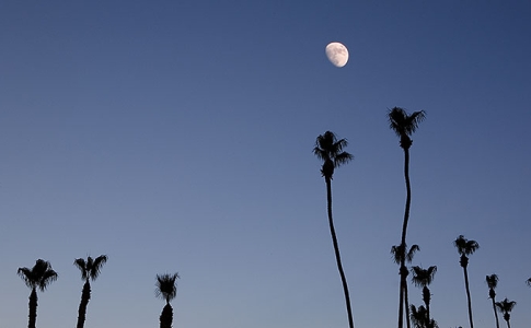 The moon rises over palm trees at dusk.