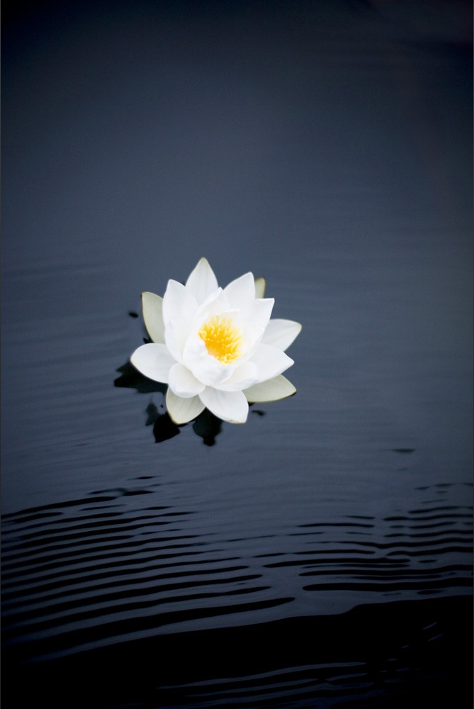 A white lotus flower floating on a black background.