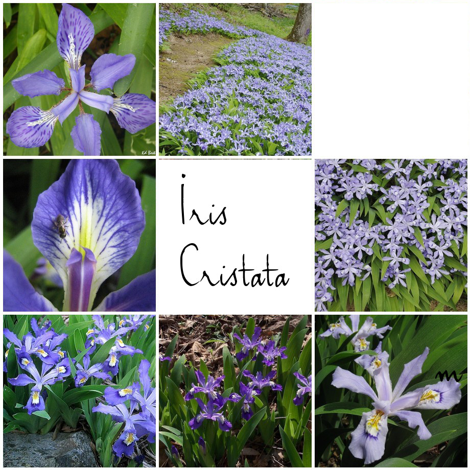 A collage of pictures of iris flowers.