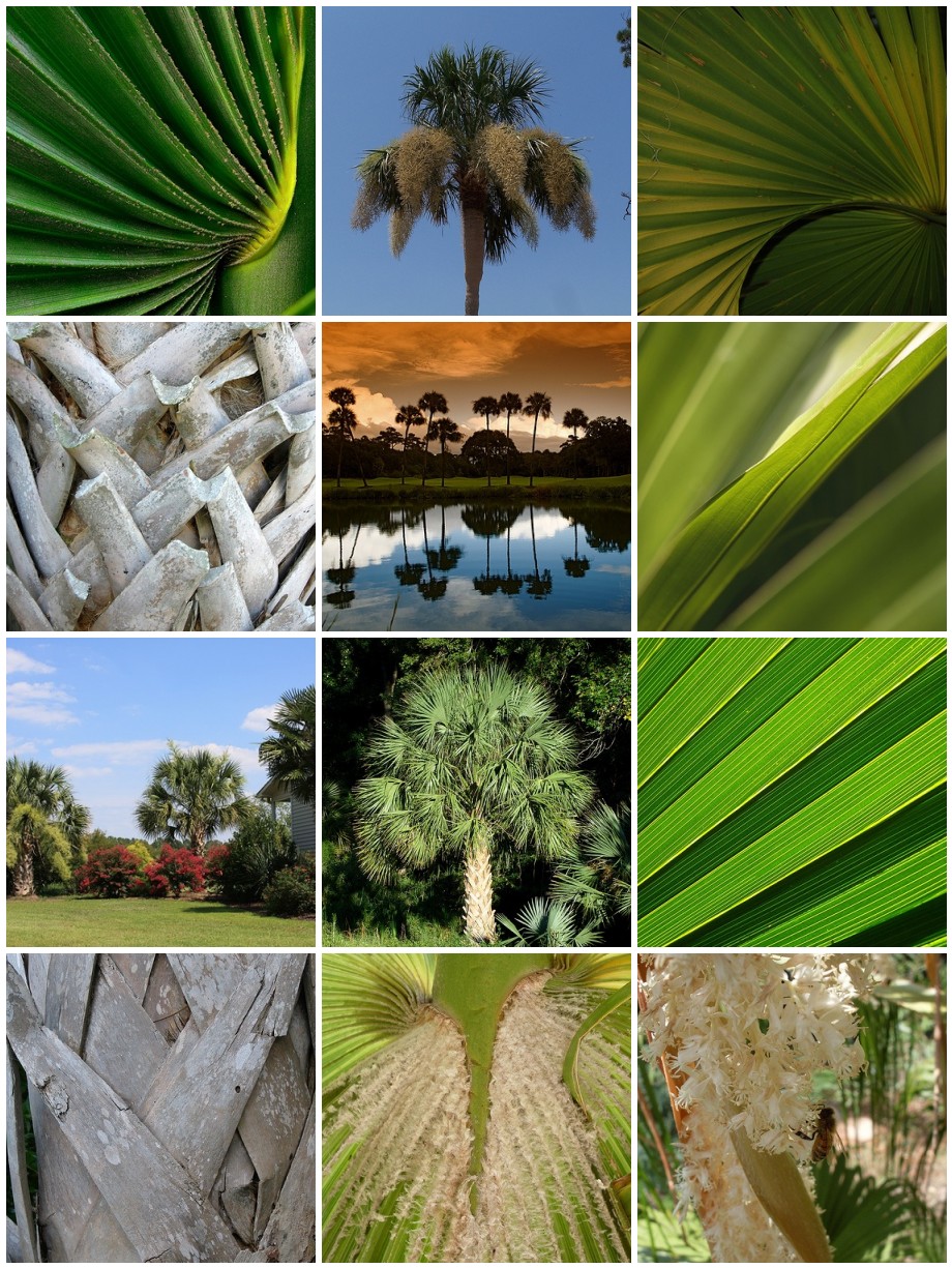 A collage of pictures of palm trees.
