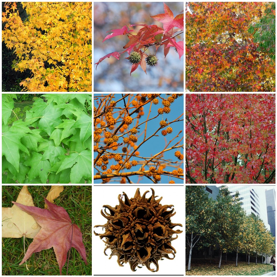 A collage of autumn leaves and trees.
