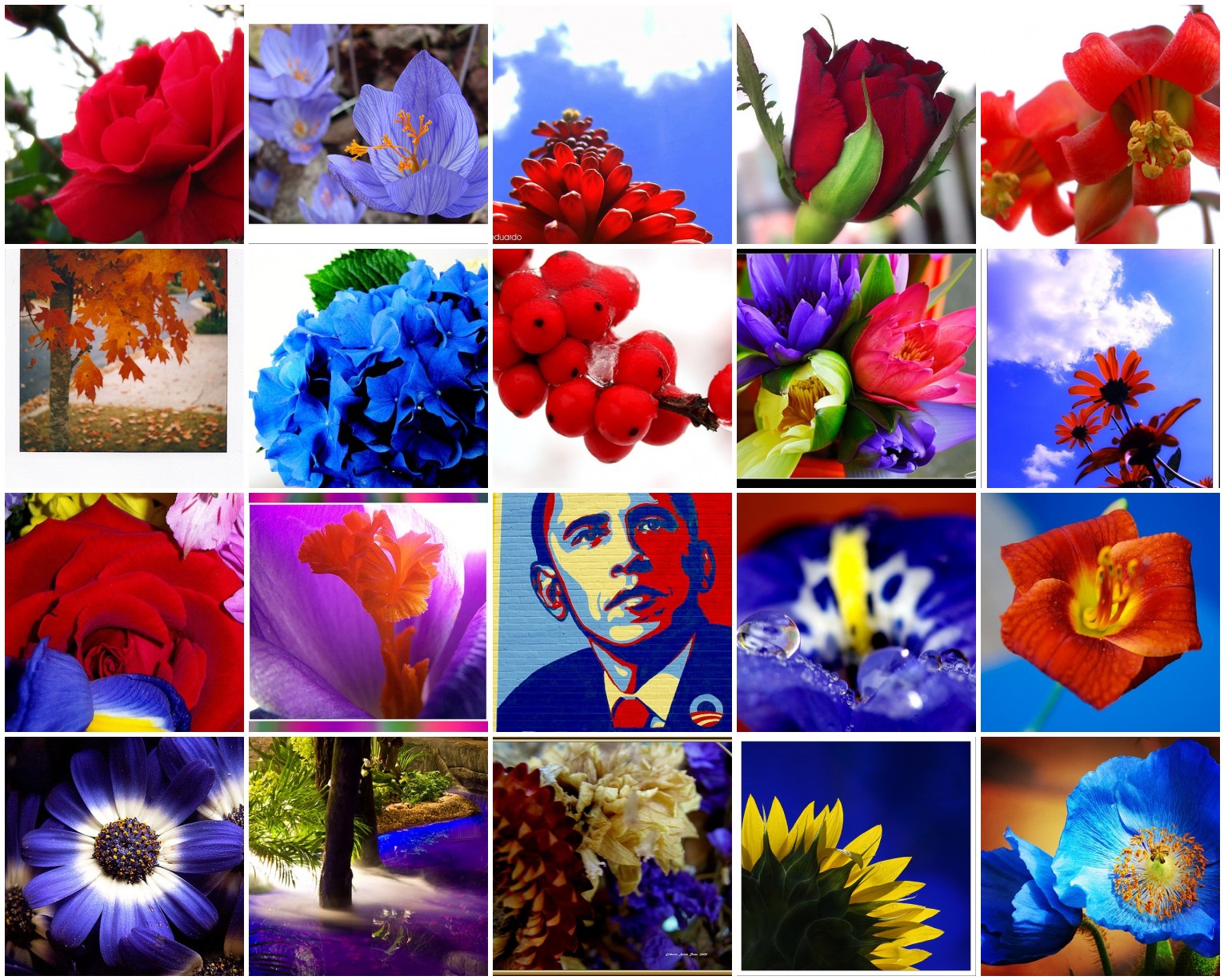 A collage of pictures of flowers and a picture of obama.
