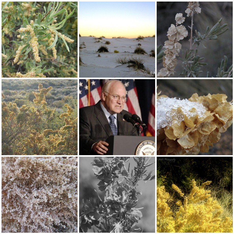 Learn about Wyoming native plants - Saltbush