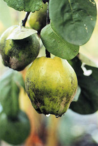 Photograph - guava fruit on a tree.