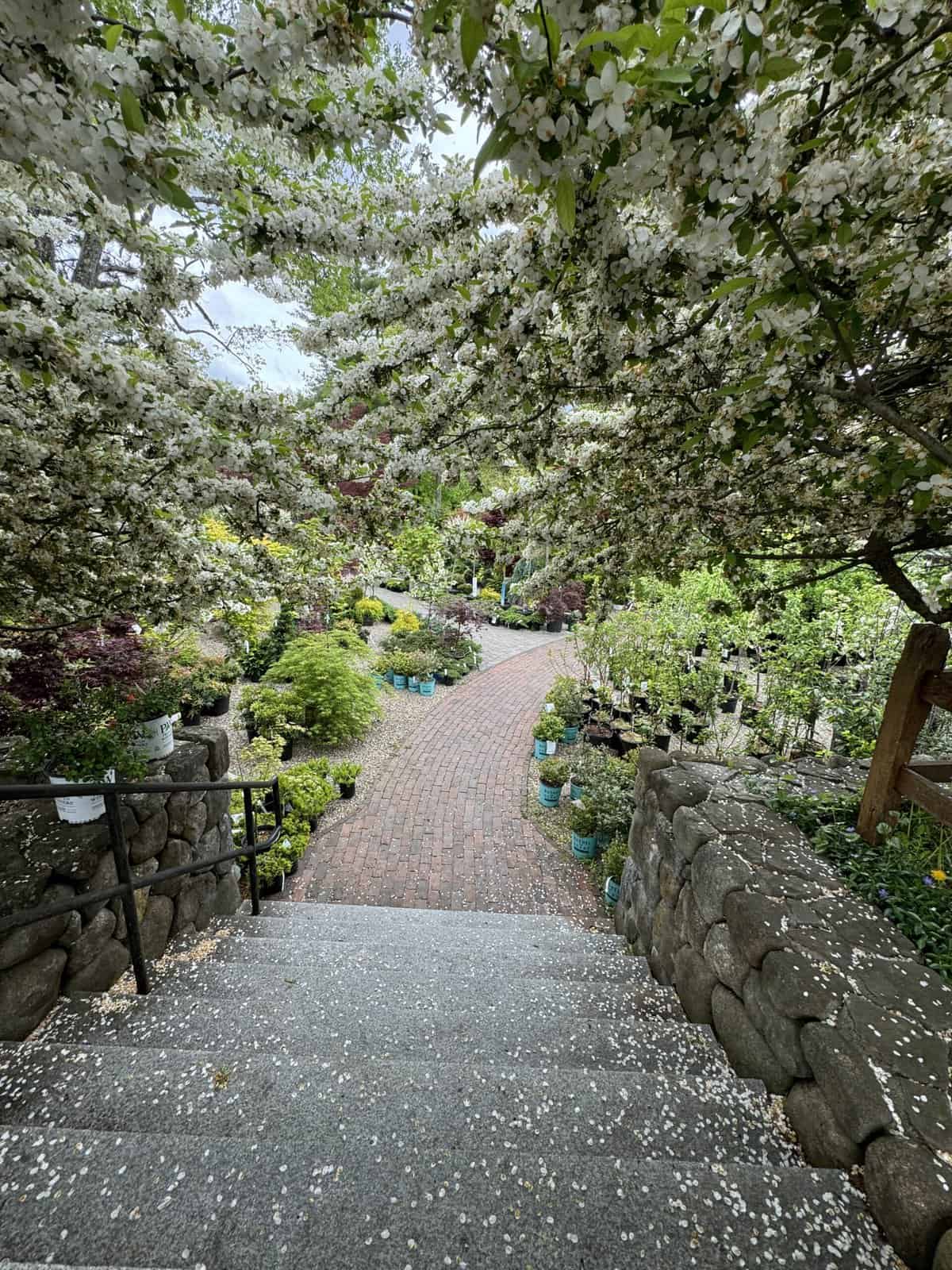 A stone staircase bordered by a stone wall leads down to a brick path lined with blooming trees and potted plants, reminiscent of the Boston Garden Center, creating a serene, lush garden scene. Flower petals are scattered along the stairs, adding to the peaceful atmosphere.