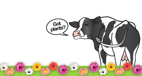 A cartoon cow with a speech bubble and flowers.
