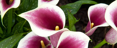 Pink and white calla lilies blooming in a garden.