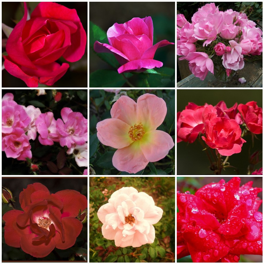 A collage of pictures of roses in different colors.