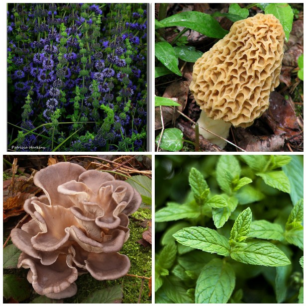 A collage of pictures of mushrooms, flowers, and plants.