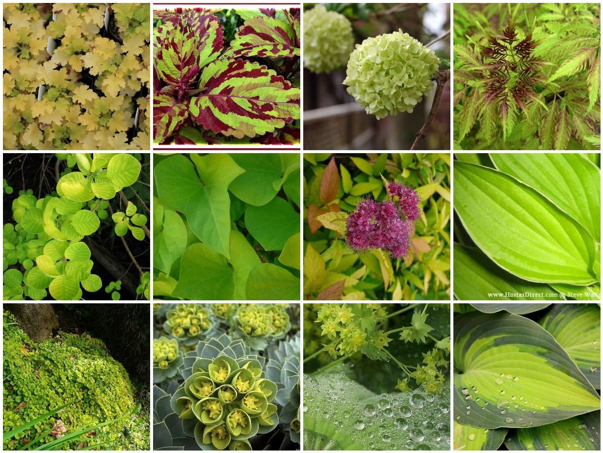 A collage of pictures of various green plants.