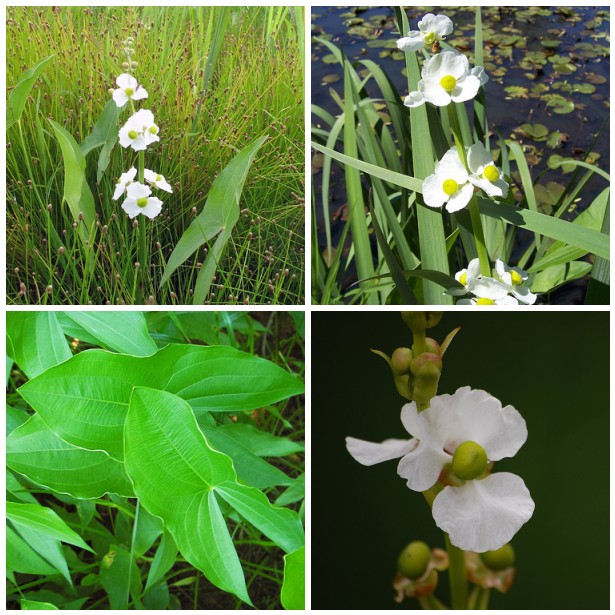 Four pictures of white flowers and green leaves.