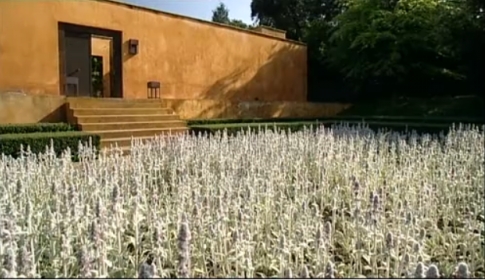 A garden with white flowers and a building in the background.