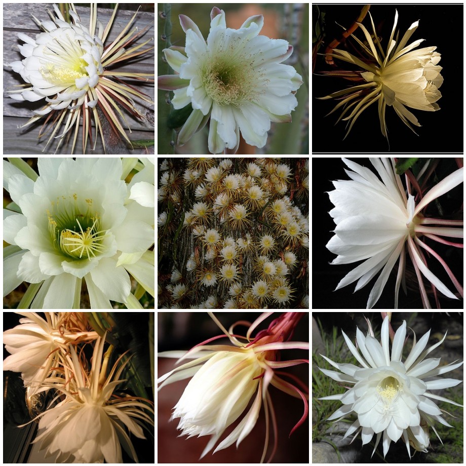 A collage of white cactus flowers.