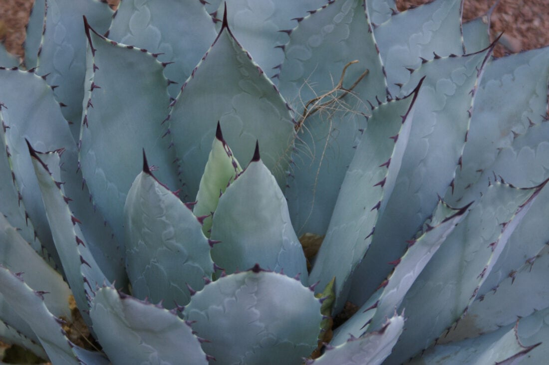 Close-up of a blue agave plant with prominent spiky edges in Majorelle Garden.
