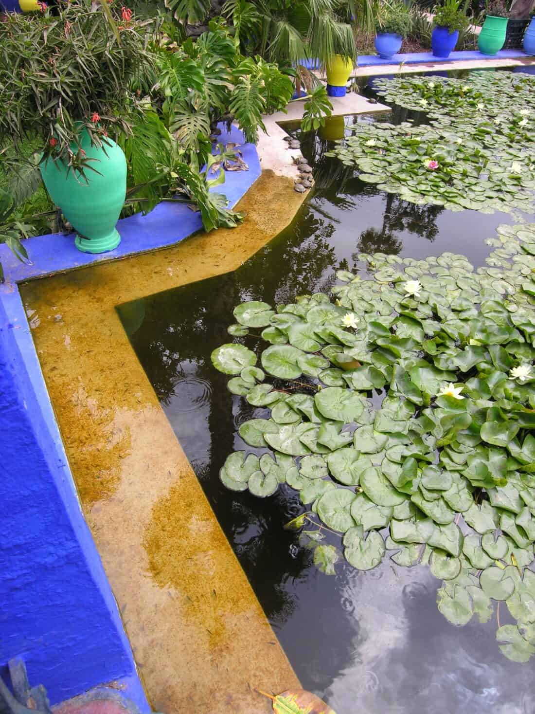 A vibrant Majorelle Garden pond with floating water lilies and blue-painted edging flanked by decorative green vases.